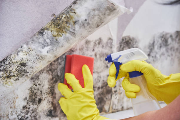 Best Attic Mold Removal  in New Paris, OH